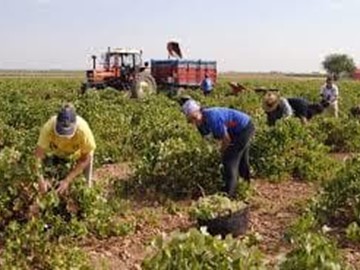 Ayudas Al Fomento De La Contratación De Seguros Agrarios