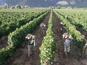 Ayudas Al Sector Vitivinícola En Mercados Exteriores