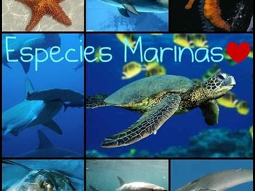 Ayudas Para La Protección Y Recuperación De La Biodiversidad Marina